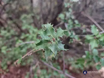 hiking the Lycian Trail from Faralya to Kabak