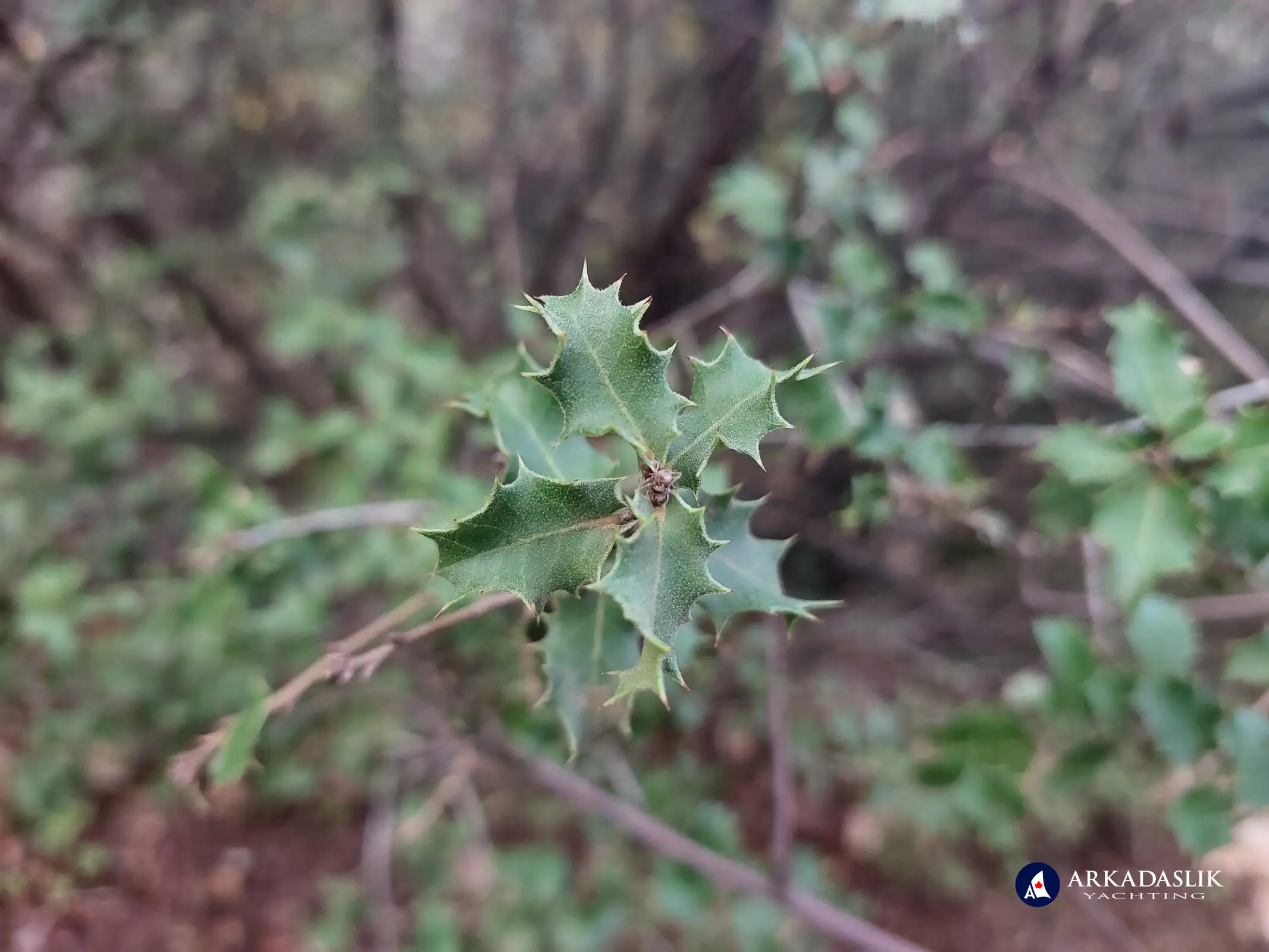 hiking the Lycian Trail from Faralya to Kabak