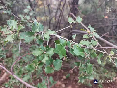 hiking the Lycian Trail from Faralya to Kabak