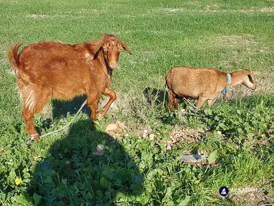 Hiking the Lycian Trail from Gavura&#287;&#305;l&#305; to &#199;avd&#305;r