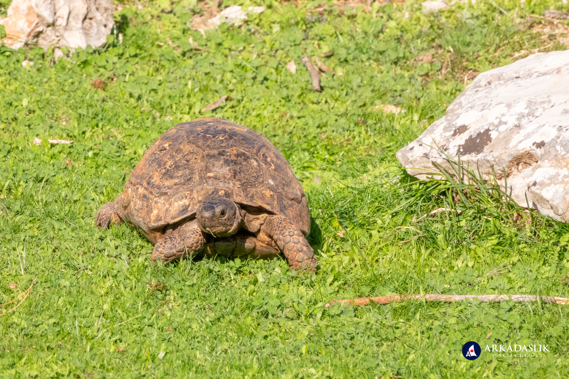 Tortoise encountered at Sidyma