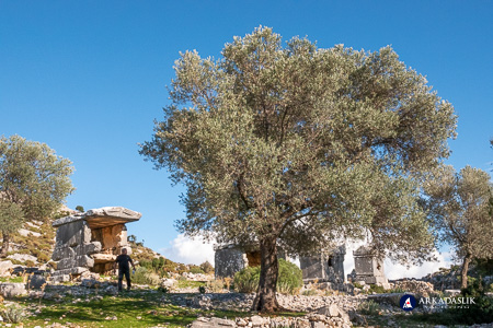 Olive tree growing among ancient tombs at Sidyma