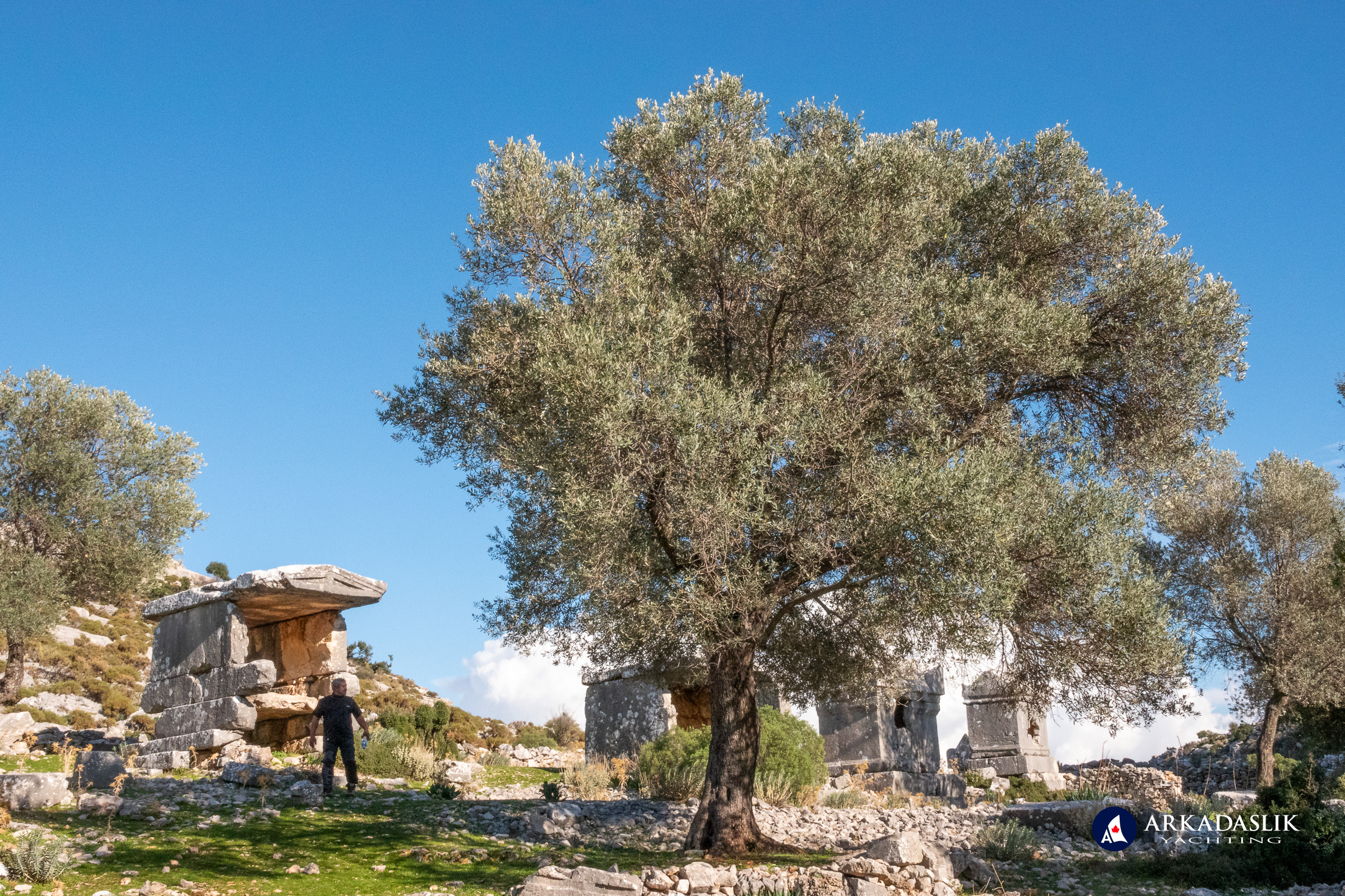 Olive tree growing among ancient tombs at Sidyma
