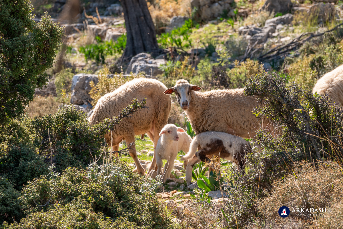 Sheep grazing near picnic site at the Sidyma acropolis.